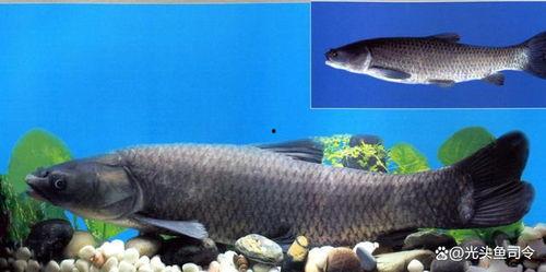 青鱼视频在线观看国产